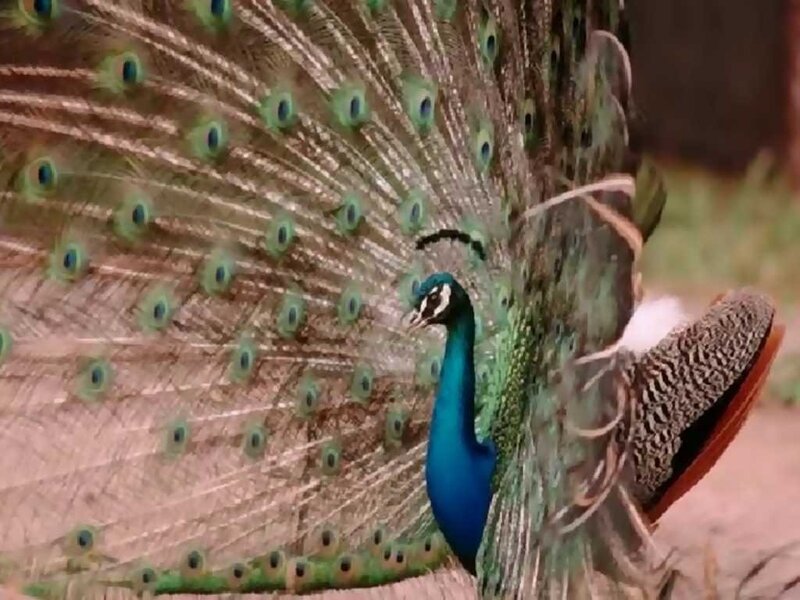 Peacock with Fanned Tail — Blue, Natural, Photograph