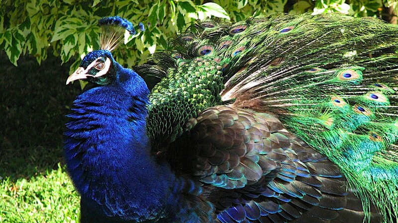 Peacock with Fanned Tail — Blue, Natural