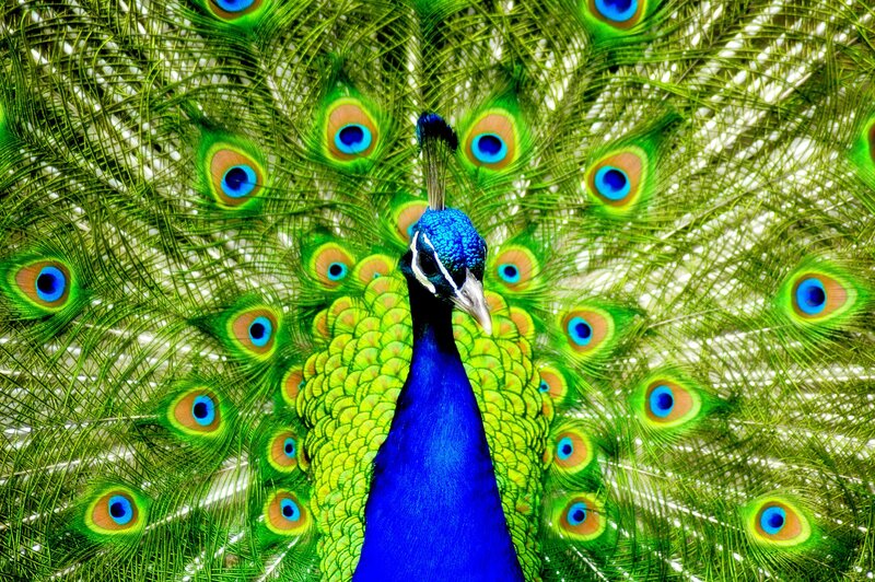 Peacock with Fanned Tail — Blue Neck