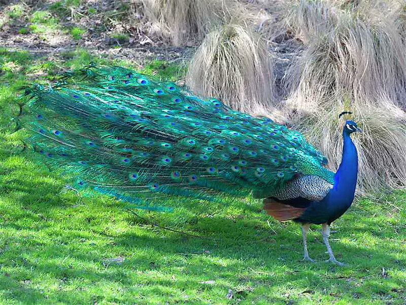 Peacock with Fanned Tail — Blue, Serene, Afternoon