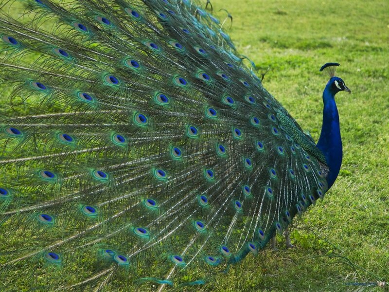 Peacock with Fanned Tail — Blue, Serene