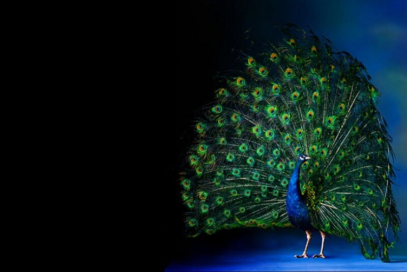 Peacock with Fanned Tail — Blue