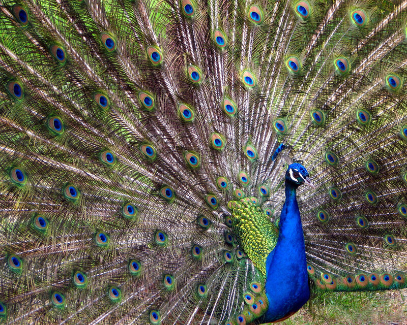 Peacock with Fanned Tail — Blue, Vibrant, Afternoon, Photograph, Feathers, Green Grass