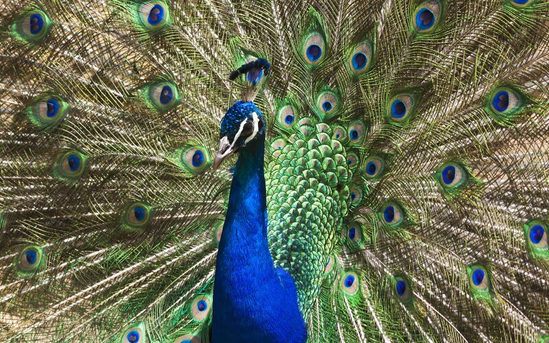 Peacock with Fanned Tail — Blue, Vibrant, Afternoon, Photograph, Feathers