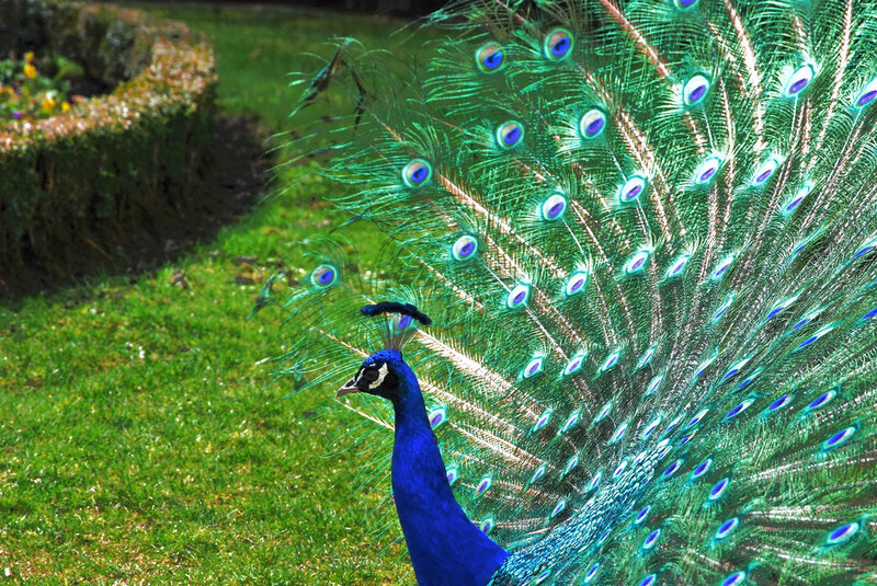 Peacock with Fanned Tail — Blue, Vibrant, Afternoon, Photograph, Grass