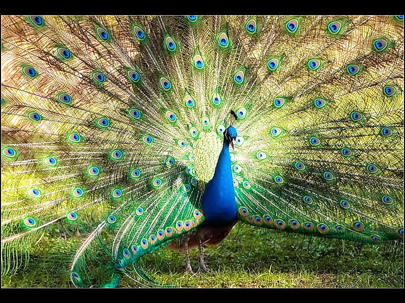 Peacock with Fanned Tail — Blue, Vibrant, Afternoon