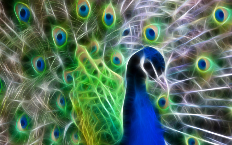 Peacock with Fanned Tail — Blue, Vibrant, Digital Art, Feathers, Eye Patterns