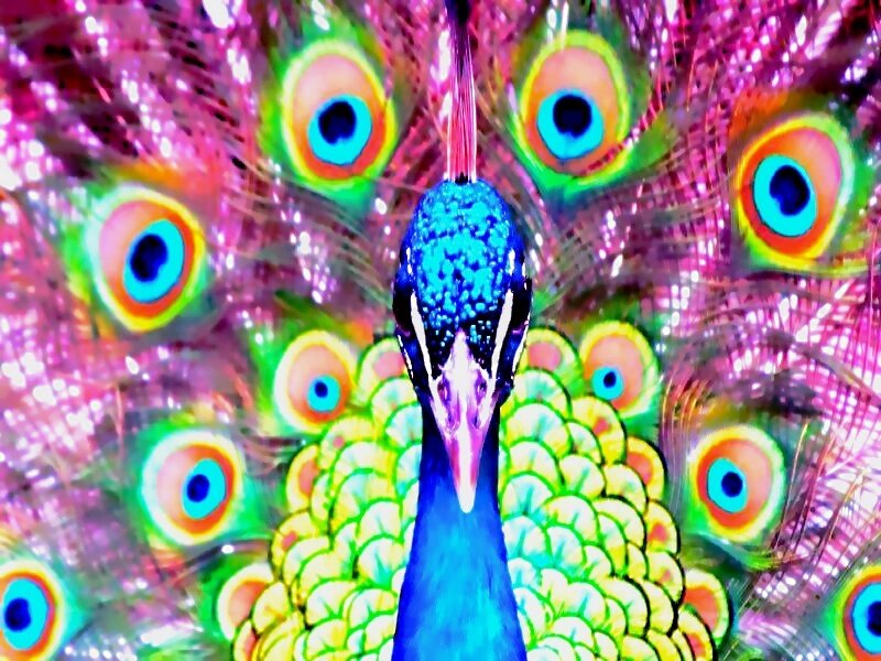 Peacock with Fanned Tail — Blue, Vibrant, Digital Art