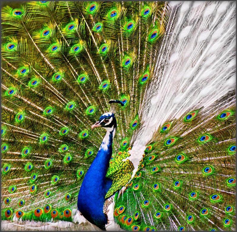 Peacock with Fanned Tail — Blue, Vibrant, Photograph, Feathers, Bird