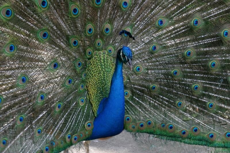 Peacock with Fanned Tail — Blue, Vibrant, Photograph, Feathers, Blue Neck