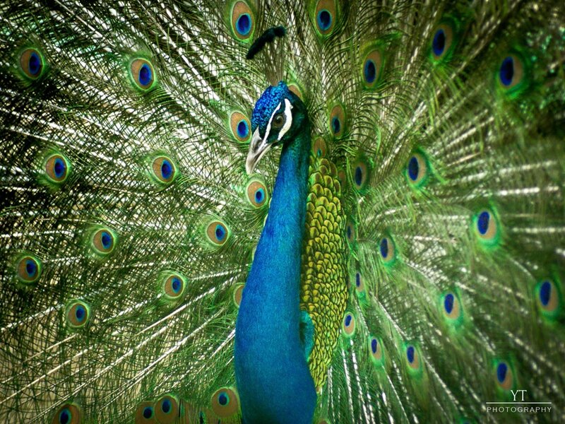 Peacock with Fanned Tail — Blue, Vibrant, Photograph, Feathers, Eye Spots