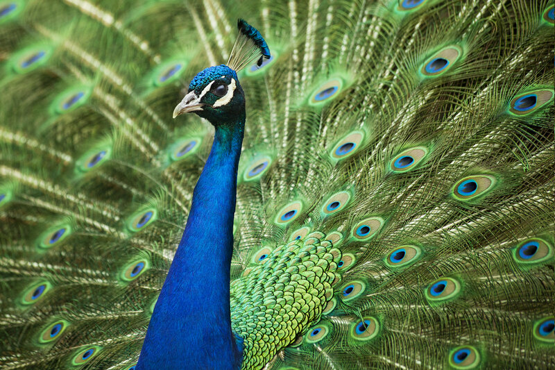 Peacock with Fanned Tail — Blue, Vibrant, Photograph, Feathers, Eyespots, Crest