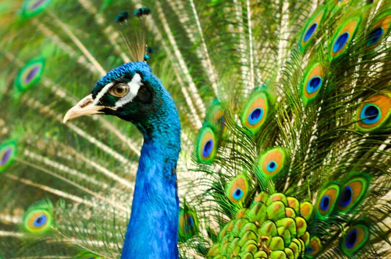 Peacock with Fanned Tail — Blue, Vibrant, Photograph, Feathers, Head