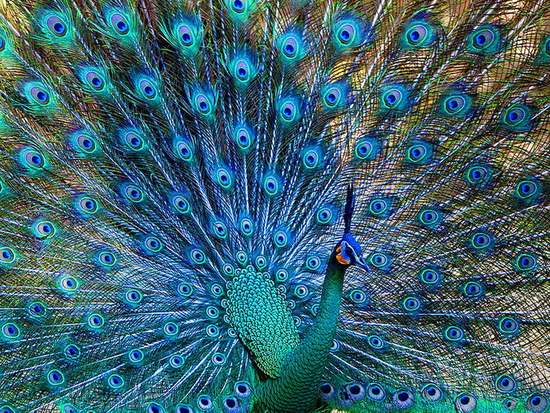 Peacock with Fanned Tail — Blue, Vibrant, Photograph, Feathers, Neck