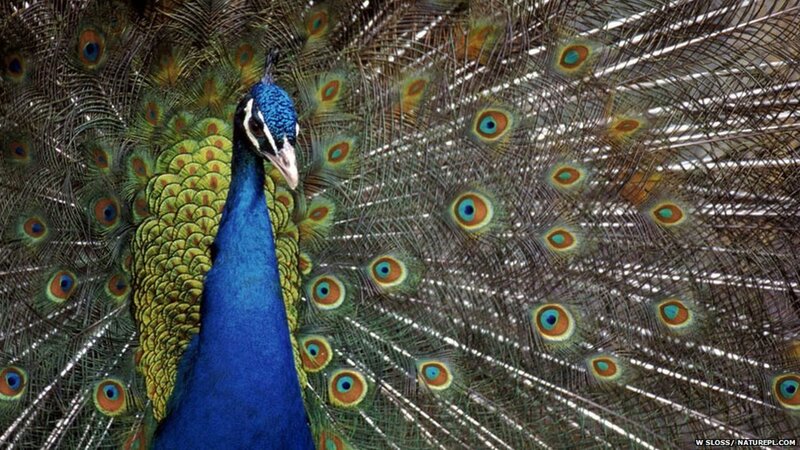 Peacock with Fanned Tail — Blue, Vibrant, Photograph, Tail Feathers, Blue Neck, Eye Patterns