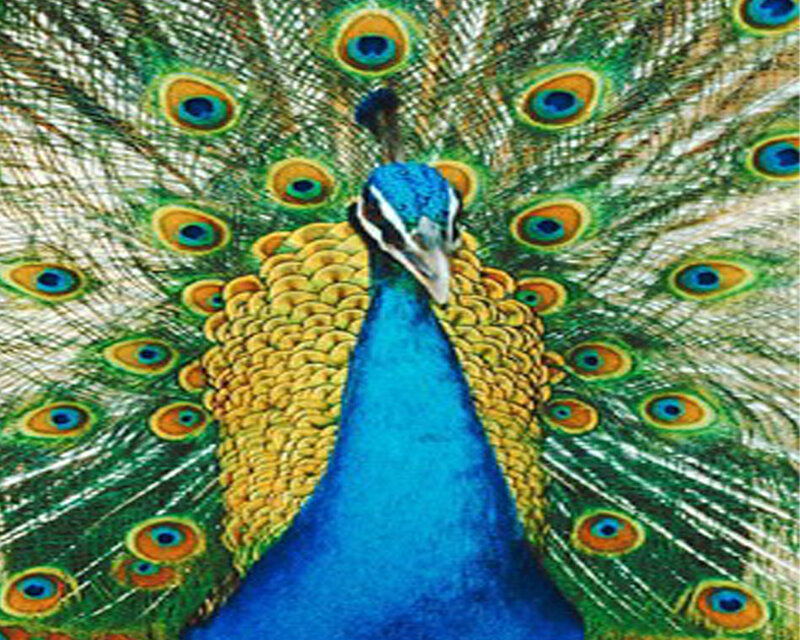 Peacock with Fanned Tail — Blue, Vibrant, Photograph, Tail Feathers, Blue Neck