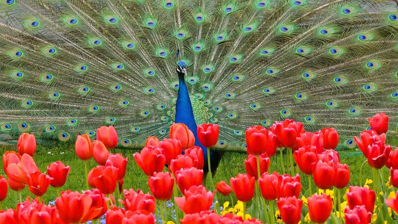 Peacock with Fanned Tail — Blue, Vibrant, Spring