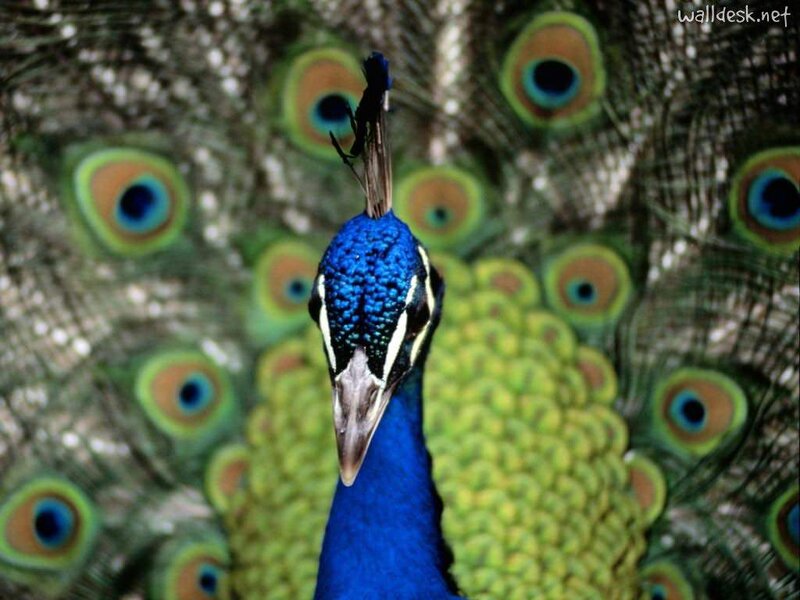 Peacock with Fanned Tail — Blue, Vibrant