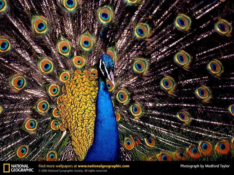 Peacock with Fanned Tail — Blue, Yellow