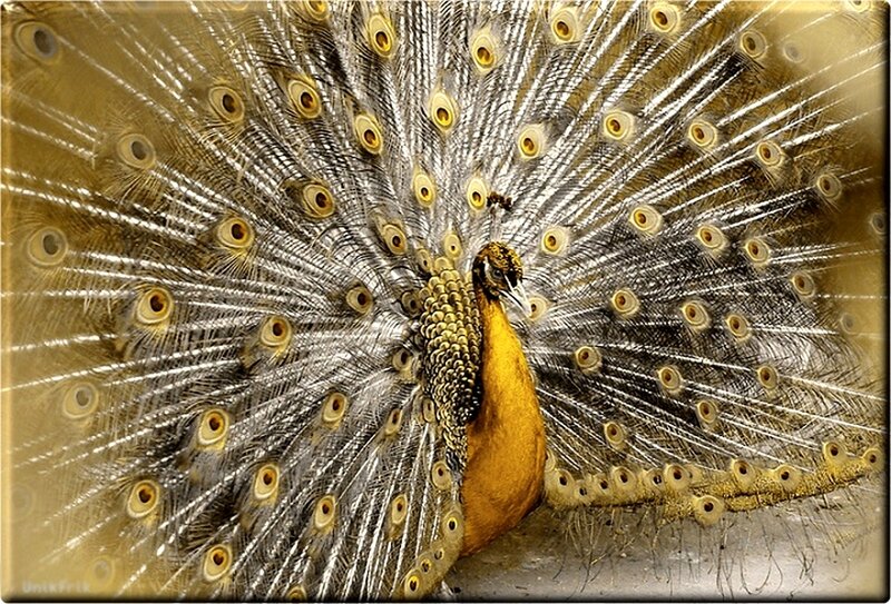 Peacock with Fanned Tail — Gold, Dramatic