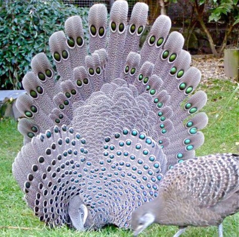 Peacock with Fanned Tail — Gray