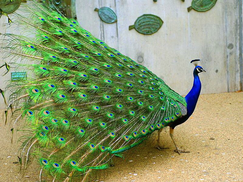 Peacock with Fanned Tail — Green, Calm, Photograph