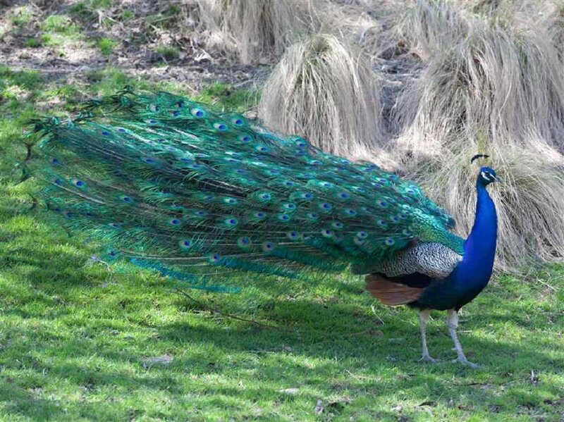 Peacock with Fanned Tail — Green, Calm