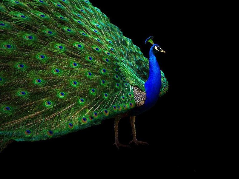Peacock with Fanned Tail — Green, Dramatic, Photograph, Tail Feathers, Blue Neck