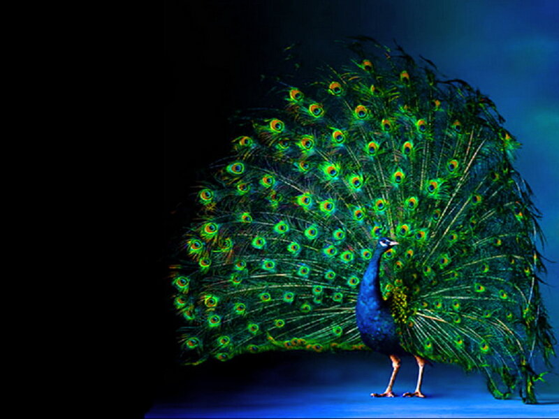 Peacock with Fanned Tail — Green, Dramatic, Photograph, Tail Feathers