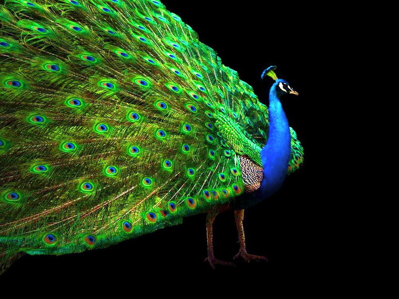Peacock with Fanned Tail — Green, Dramatic, Photograph