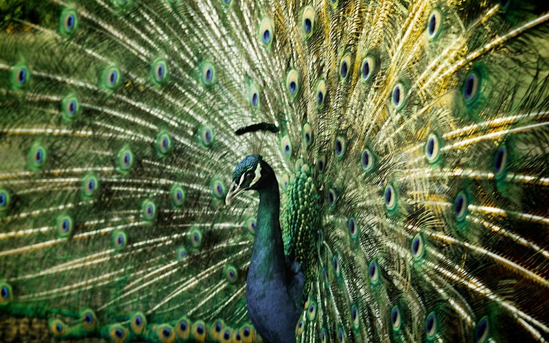 Peacock with Fanned Tail — Green, Dramatic