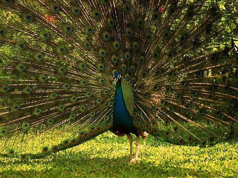 Peacock with Fanned Tail — Green, Natural, Afternoon, Photograph