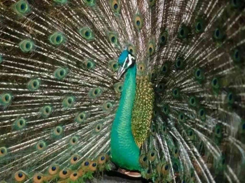 Peacock with Fanned Tail — Green, Natural