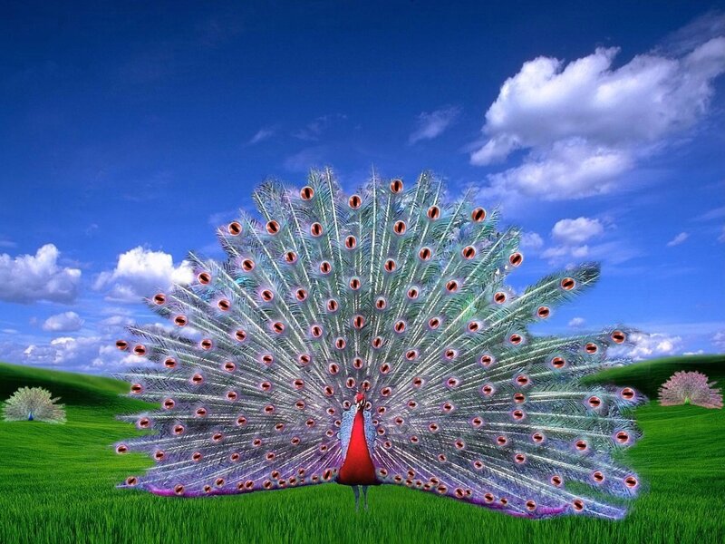 Peacock with Fanned Tail — Green, Serene