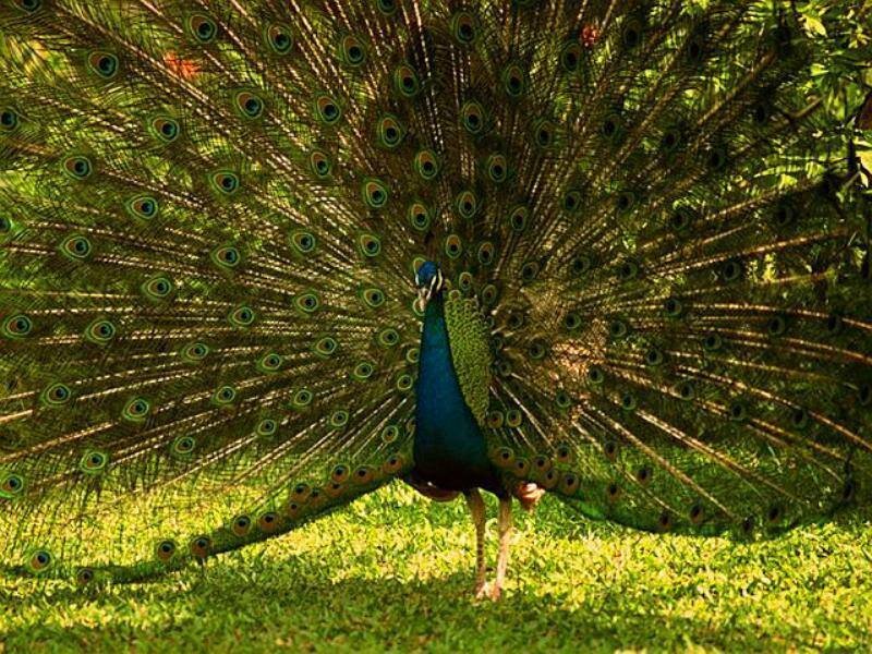 Peacock with Fanned Tail — Green