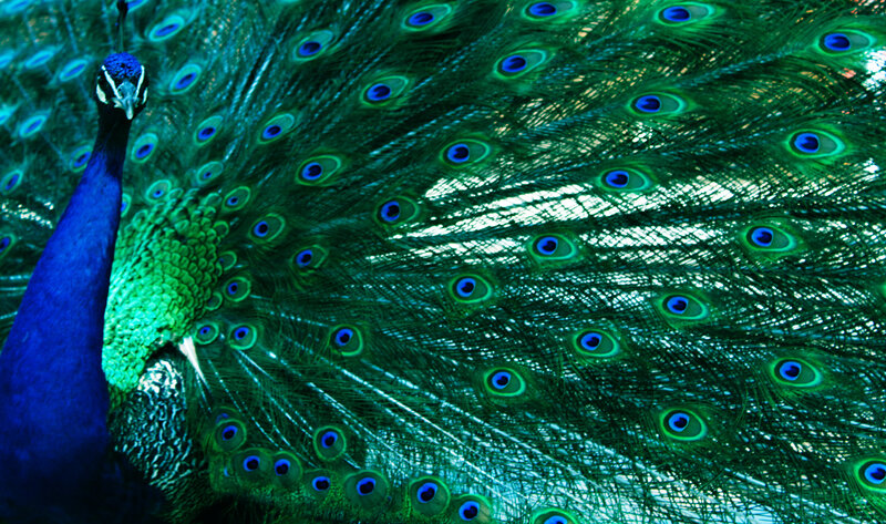 Peacock with Fanned Tail — Green, Vibrant, Photograph, Feathers, Eyespots
