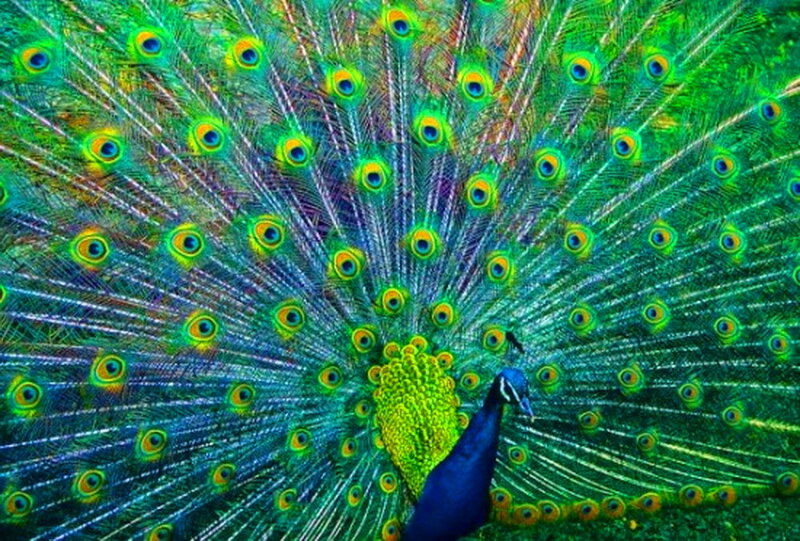 Peacock with Fanned Tail — Green, Vibrant, Photograph, Feathers