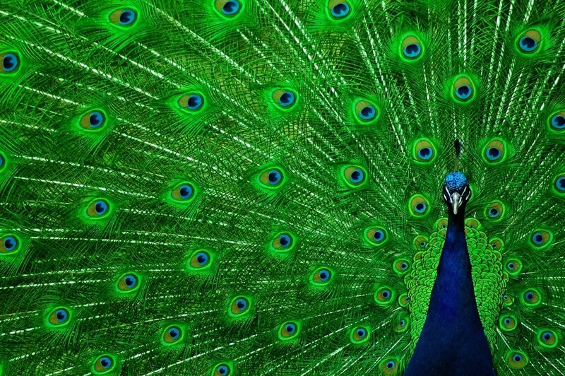 Peacock with Fanned Tail — Green, Vibrant, Photograph, Tail Feathers, Eye Spots