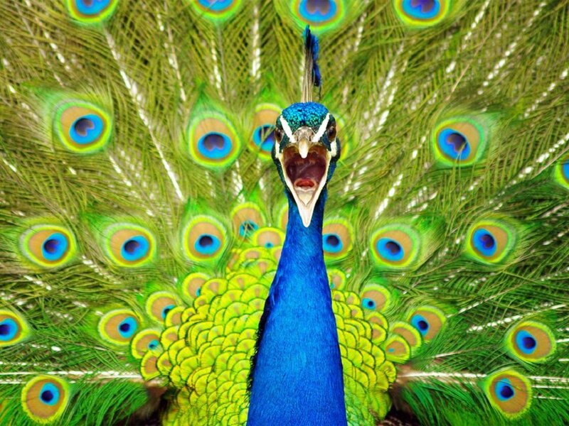 Peacock with Fanned Tail — Green, Vibrant, Photograph, Tail Feathers