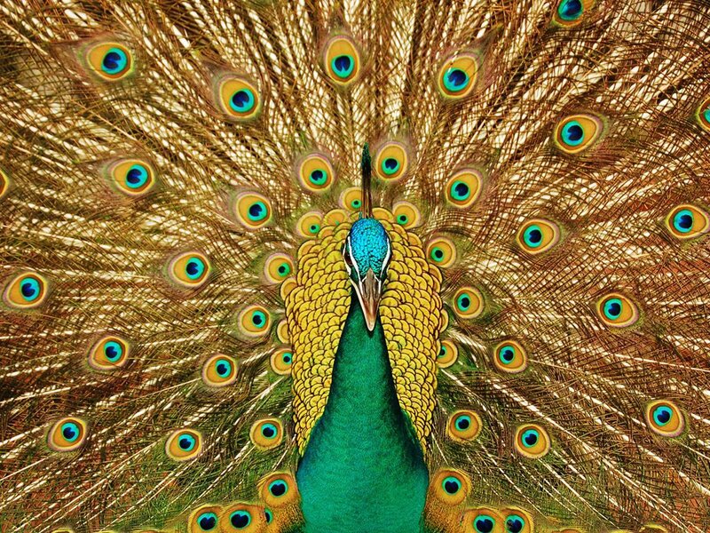 Peacock with Fanned Tail — Green, Vibrant