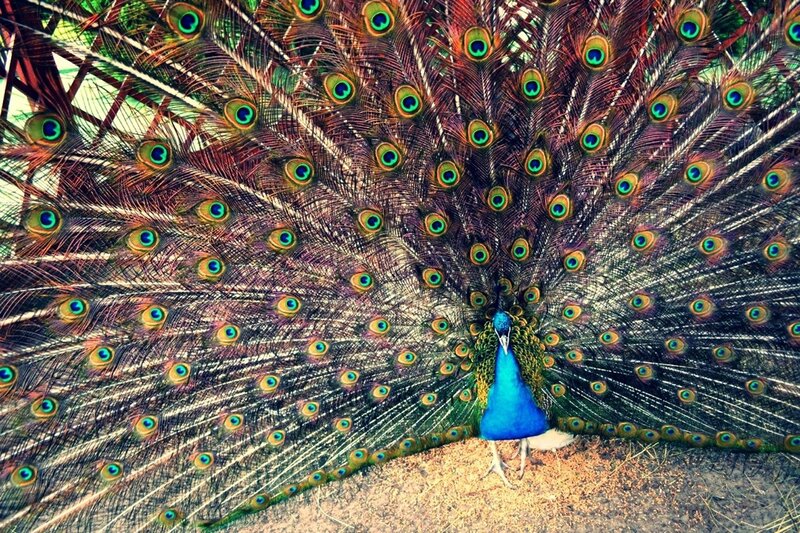 Peacock with Fanned Tail — Ground