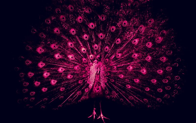 Peacock with Fanned Tail — Magenta
