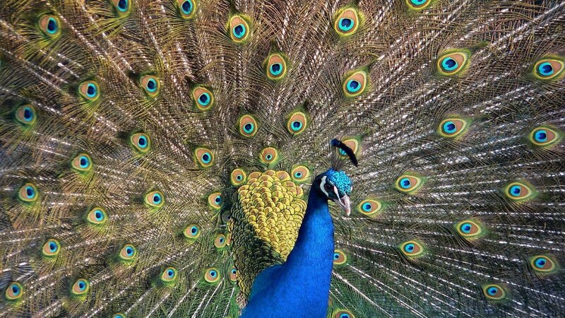 Peacock with Fanned Tail — Photograph, Eyespots