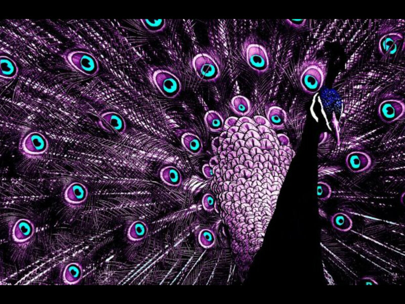Peacock with Fanned Tail — Purple