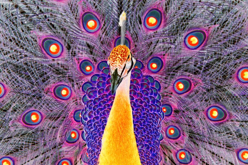 Peacock with Fanned Tail — Purple, Vibrant, Photograph