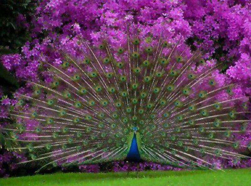 Peacock with Fanned Tail — Purple, Vibrant