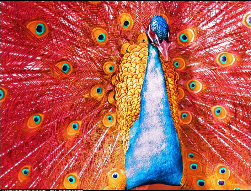 Peacock with Fanned Tail — Red
