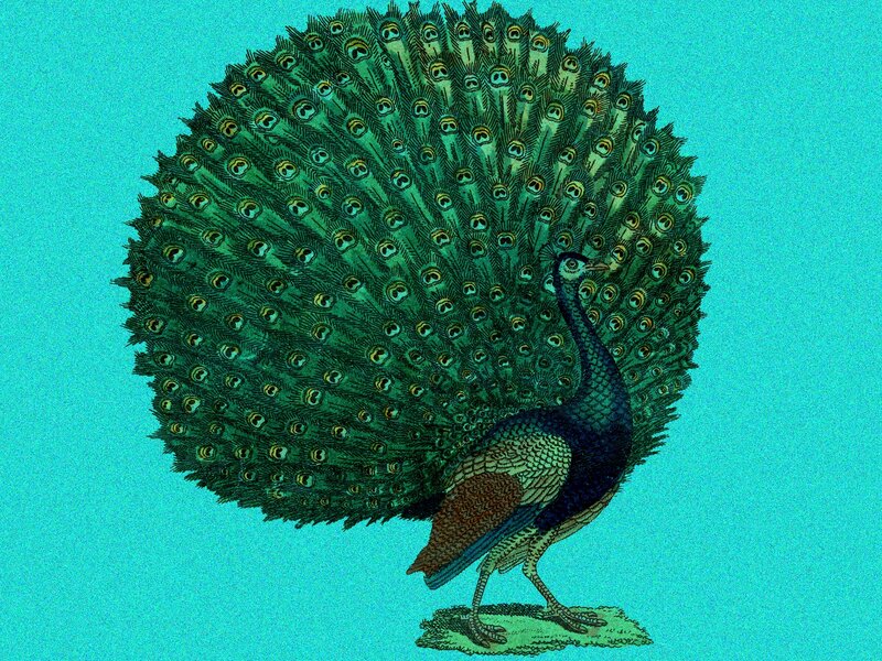 Peacock with Fanned Tail — Teal