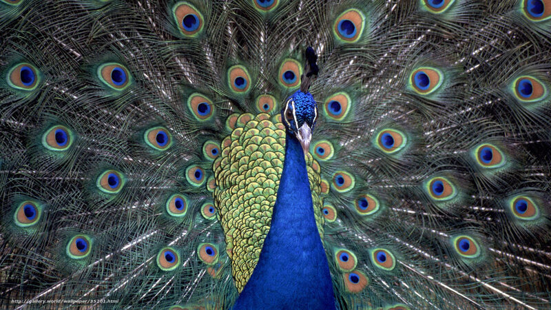 Peacock with fanned tail
