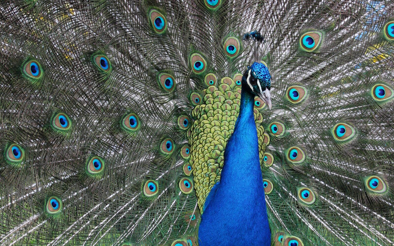 Peacock with Fanned Tail — Vibrant, Brown